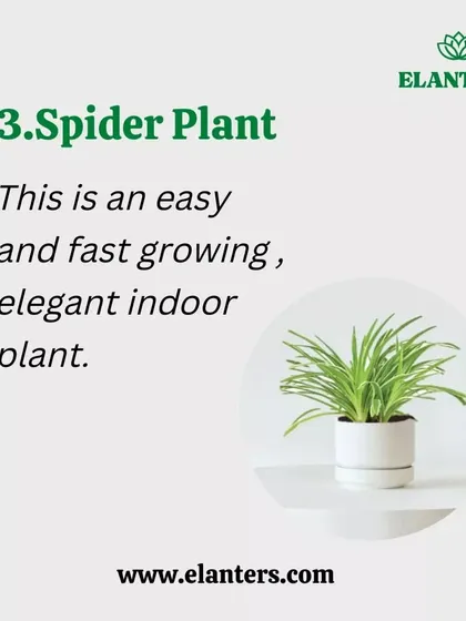 Air Purifier 3: The Spider Plant. An easy-to-grow and elegant plant that is highly effective at improving indoor air quality.