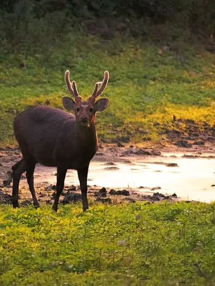 The golden light of sunset hit just right as this Sambar deer paused by a stream. Wildlife photography is about being present and ready for these quiet, magical encounters in nature.