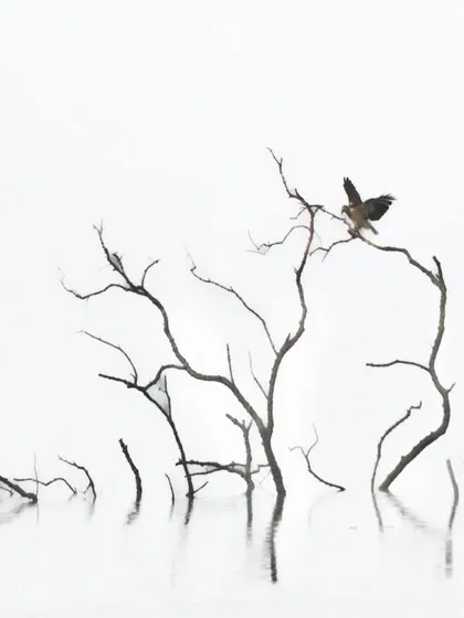 In the Sundarbans, where land and water meet, a lone bird perches on a skeletal tree. I use high-key and minimalist compositions like this to create a sense of poetry and space, showing that the beauty of wildlife is not just in the animal itself, but in its relationship with the environment.