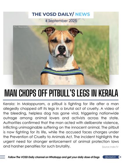 A man in Kerala chopped off a pitbull's legs in a brutal act of cruelty. This incident highlights the urgent need for stronger enforcement of animal protection laws and harsher penalties for such brutality.