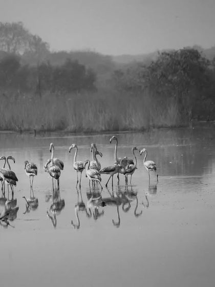 The Avian World: Portraits of Indian Birds photo 10