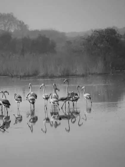 A flock of flamingos in monochrome, just before they migrate for the monsoon. The black and white format emphasizes their elegant forms and the serene atmosphere of the wetlands.