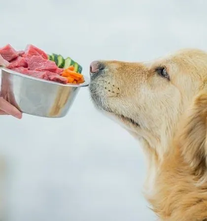 This is what real food looks like. I believe in using fresh, unprocessed ingredients, like the lean meat and crisp vegetables you see here, to give your dog the best possible nutrition.