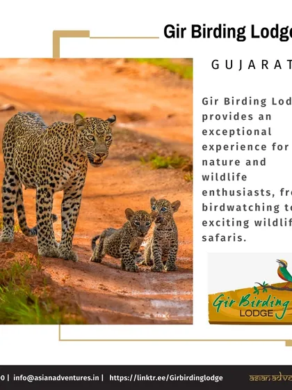 A leopard with her cubs on a path in Gir, a sight you might experience while staying at our Gir Birding Lodge. We provide an exceptional base for exploring the wildlife of Gir National Park.