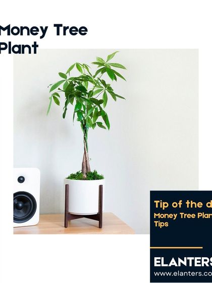 Expert Plant Care & Tips photo 63