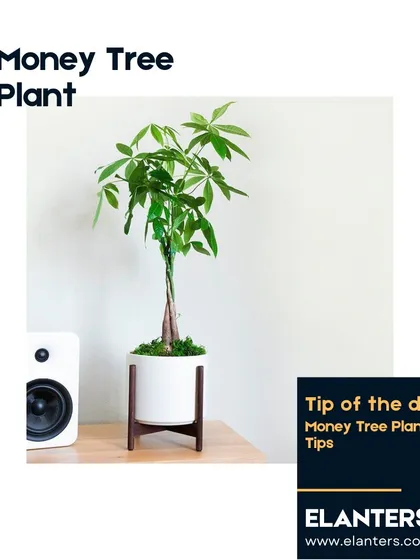 The Money Tree is believed to bring luck and prosperity. This series of tips will help you care for this popular and symbolic houseplant.