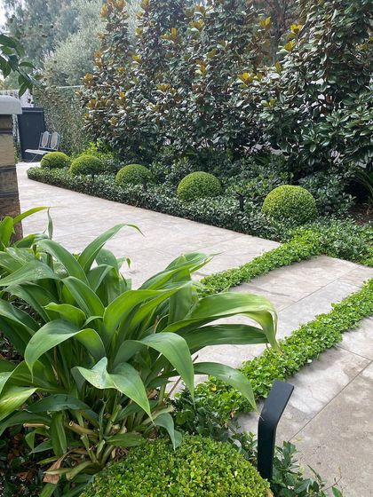 A modern driveway design using large concrete pavers with groundcover planted in between. The path is lined with spherical shrubs and taller Magnolia trees for a layered, formal look.