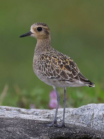 Waders, Ducks & Waterbirds photo 8