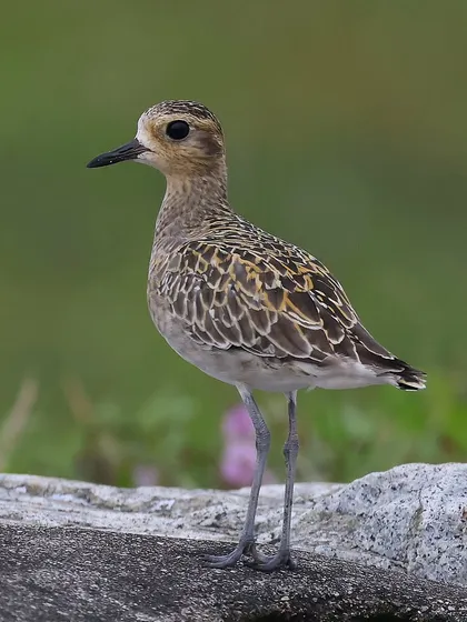 The Pacific Golden Plover is an incredible long-distance migrant, traveling up to 26,000 km round-trip from its breeding grounds in Alaska and Siberia. I was surprised to find this lone beauty on the shores of Marina East Drive in Singapore.