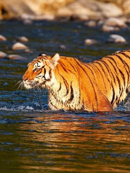This is the daughter of the famous tigress Paro from Corbett. I watched her on the last day of the year, as she walked boldly through the Ramganga river. The golden light of the evening on her coat was a beautiful sight. This photograph was taken by my daughter-in-law, Radhika, who shares my love for the jungle.