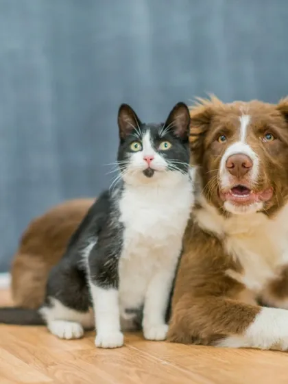 Boost your pet's brainpower with mental enrichment. Hiding our treats in puzzle toys or using them for scent games keeps their minds sharp and boredom at bay.