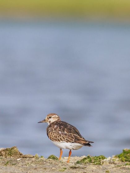 The Ruddy Turnstone, a highly migratory shorebird, seen here on the coast of Pulicat Lake. It breeds in the high Arctic and winters on coastlines almost worldwide.