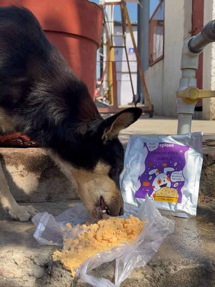 Even our community dogs deserve the best. Here's a local dog enjoying our Grain-Free Gobble meal. Good nutrition is for every dog.
