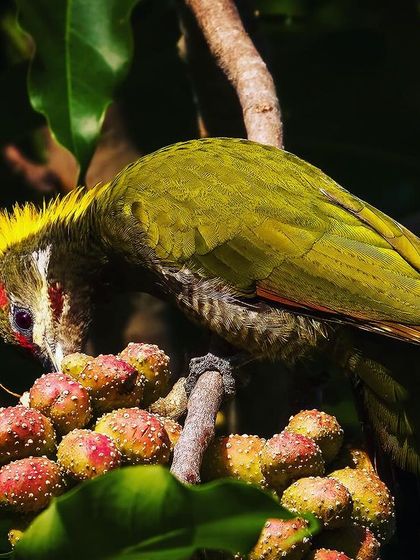 A Lesser Yellownape, a type of woodpecker, forages for food on a cluster of berries in Binsar. The photograph captures its unique yellow crest and focused, energetic posture.