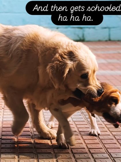 And then gets schooled ha ha ha. A big Golden Retriever gently playing with a smaller Beagle.