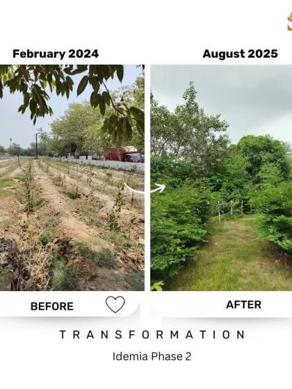 This before and after at our Idemia Phase 2 site in Noida shows a dramatic change in just over a year. The once dry and sparse land is now covered in dense, green undergrowth, showcasing the rapid progress of our restoration efforts.