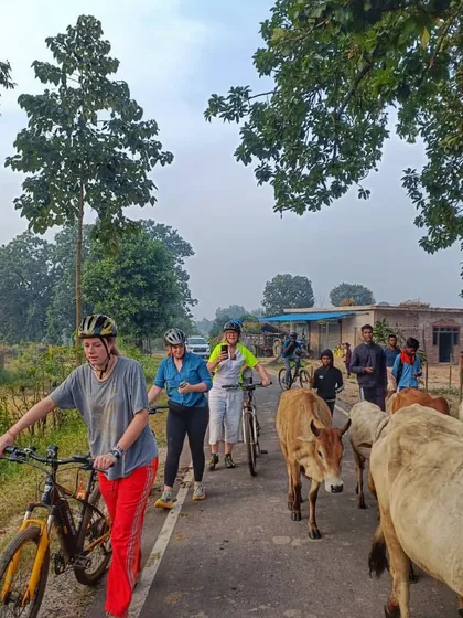 Sharing the road with the locals. On our Kanha cycling tour, it is common to pedal alongside herds of cattle as they move through the village, offering a real slice of rural life.