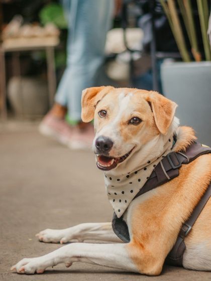 This handsome doggo, looking dapper in a bandana, is a regular at our cafe. We love seeing our furry friends relax and enjoy the space.