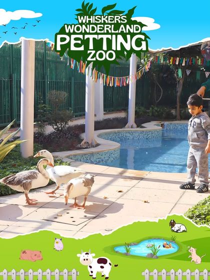 A flock of geese waddles by the pool during our petting zoo event. It's a wonderful opportunity for urban children to see and learn about different farm animals up close.