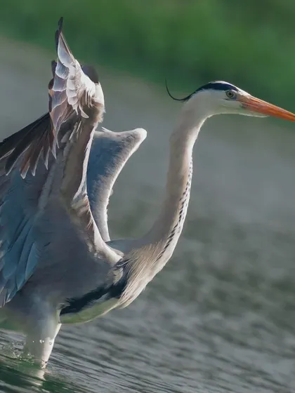 A Grey Heron stands in the water, wings raised in a dramatic display. This print captures the texture of every feather and the bird's impressive wingspan.
