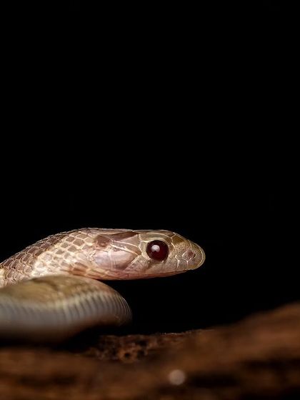 Rainforest Rendezvous: Macro & Herping photo 8