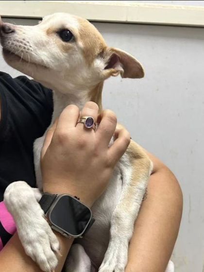 This is Bahadur, a 2.5-month-old male Indie who loves to cuddle and is extremely playful. He is also vaccinated and dewormed.