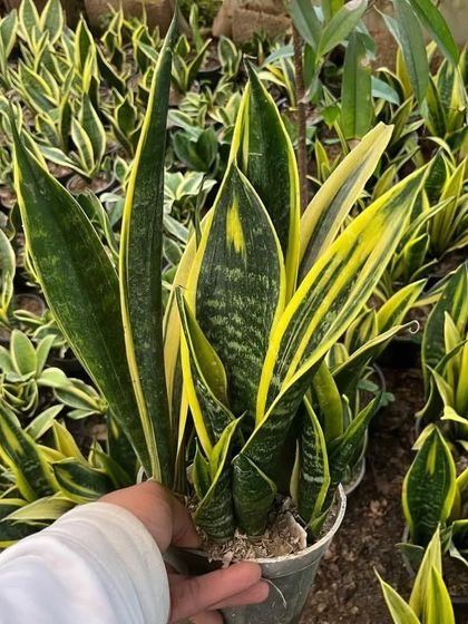 I personally select each plant from the nursery to ensure you get the healthiest one. This is a vibrant Sansevieria Laurentii with its signature yellow edges.
