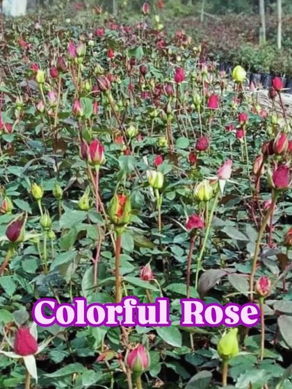 Another view of the rose nursery, showing the promise of hundreds of beautiful flowers.