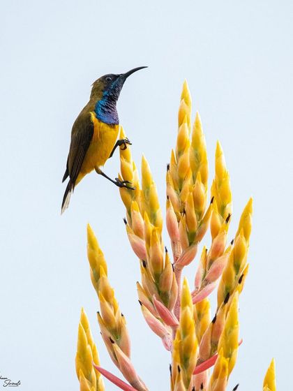 An Olive-Backed Sunbird perched on a Heliconia plant at Gardens by the Bay, Singapore. The soft, overcast sky provided the perfect high-key background to showcase the pastel colors of the flower and the bird's subtle iridescence.