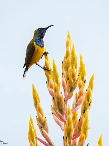 An Olive-Backed Sunbird taking a break from feeding on heliconia plants at Gardens by the Bay. I love the soft, pastel colors in this photo, from the pale sky to the yellow and pink flowers, which complement the bird's iridescence.