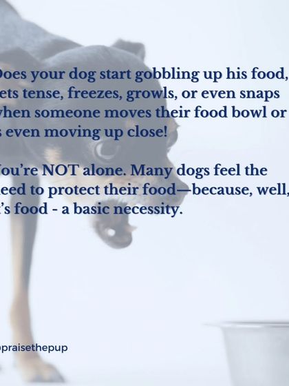 You're not alone if your dog growls or snaps when you approach their food bowl. Many dogs feel the need to protect their resources. It's a normal behavior that we can manage with understanding and the right techniques.