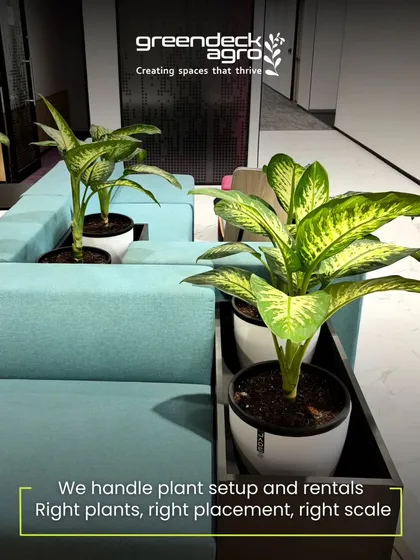We handle plant setup and rentals for offices, ensuring the right plants are chosen for the right placement and scale. Here, Dieffenbachia plants are placed in custom planters that fit perfectly with the modular seating.