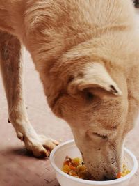 Street Dog Feeding Program