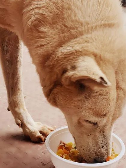 Here’s one of our neighborhood friends enjoying a fresh, warm meal. We started this program to make sure every street dog gets to eat real food, not just leftovers, and seeing a happy, full tummy like this makes it all worth it.