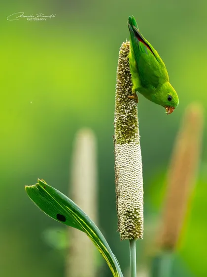 A Vernal Hanging Parrot reaches down to grab a seed. This angle provides a unique view of the bird's agility and feeding technique.
