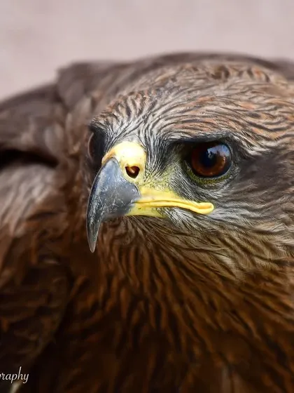 A piercing stare from a Black Kite in Juhu. This close-up portrait reveals the incredible detail in its feathers and the intensity in its eyes, showcasing the beauty of this common urban raptor.