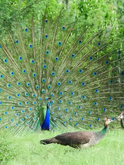A male Indian Peafowl, our national bird, in full display to court a peahen. This flamboyant show-off is a classic ritual in the wild, a visual spectacle to establish supremacy and ensure the continuation of his lineage.