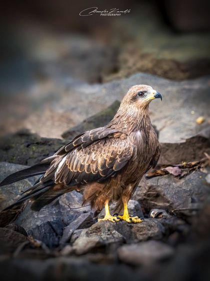 Birds of Prey: Hunters of the Sky photo 4