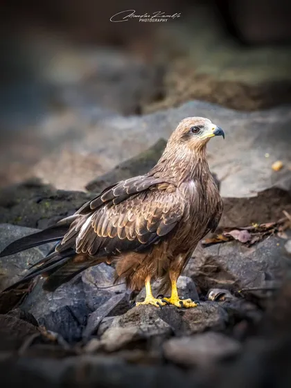 A Black Kite stands proudly on a rocky outcrop. This ground-level shot gives a sense of its size and power, with its sharp beak and strong yellow talons clearly visible.