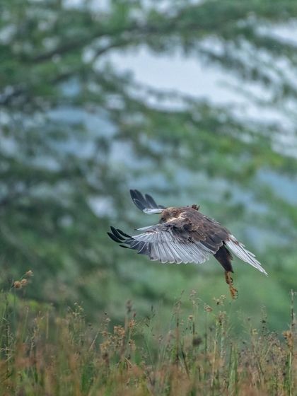 A view from behind of the Marsh Harrier in flight, showing the intricate patterns on its wings and tail.