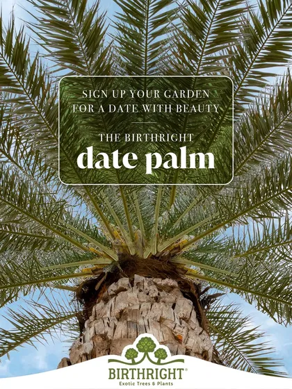 Sign up your garden for a date with beauty. The Birthright Date Palm is a low maintenance companion that adds a touch of tropical flair and structural elegance to your outdoor space, a relationship that will only grow stronger with time.