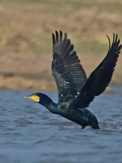 A closer shot of the Great Cormorant's takeoff, its webbed feet still splashing in the water.