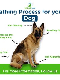 Dog Grooming