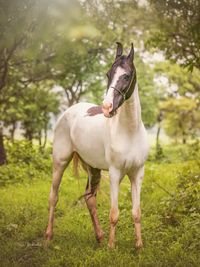Pet & Equine Photography