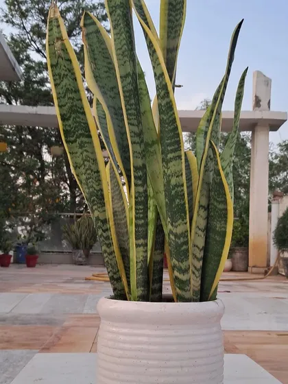 Another view of the snake plant in a white ceramic pot, placed on my terrace. These plants are very versatile and can be kept both indoors and outdoors.