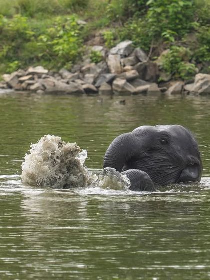 A young elephant enjoying a splash in a Kabini waterhole. It’s not just about the big cats; the playful antics of other residents provide endless joy and fantastic photo opportunities.