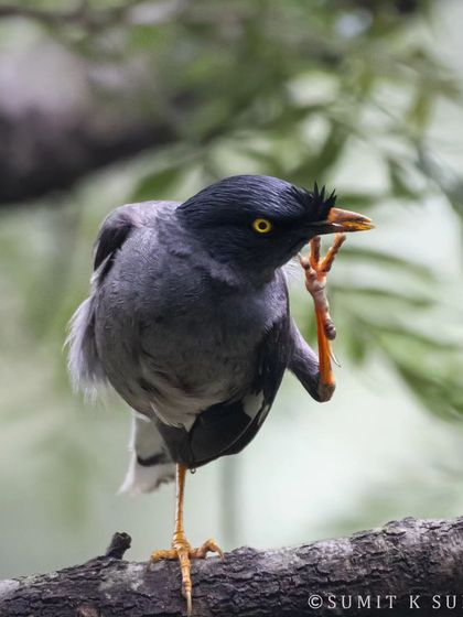 A Jungle Myna scratching its head, a comical and relatable moment that shows the personality of these common forest birds.