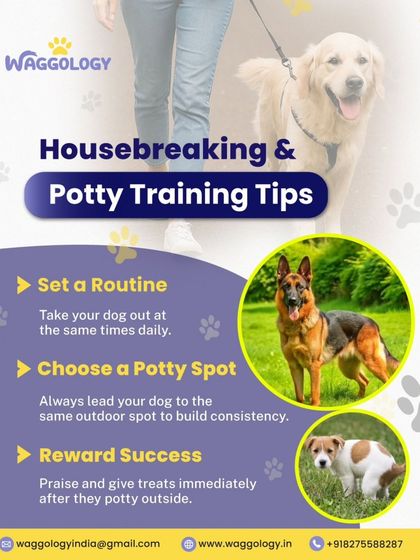 Here are some essential housebreaking and potty training tips. Setting a consistent routine, choosing a designated potty spot, and rewarding success immediately are the building blocks for teaching your puppy where to go.
