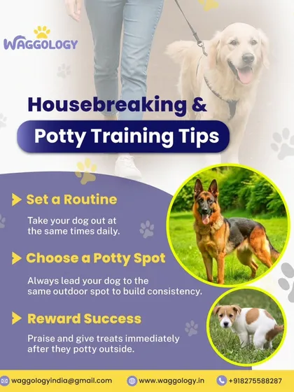 Potty training requires patience and consistency. This graphic outlines the first steps for successful housebreaking, including setting a routine, choosing a spot, and rewarding success.