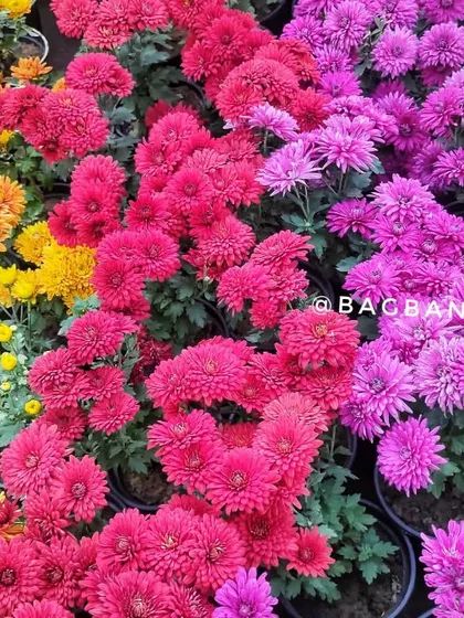 A burst of color from our seasonal Guldavari (Chrysanthemum) collection. We stock a wide variety of vibrant, healthy flowering plants, especially during Delhi's peak winter season, ready to brighten up any garden or balcony.